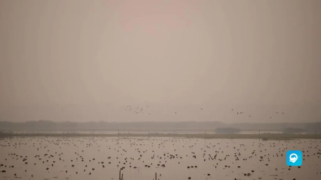 Okhla Bird Sanctuary