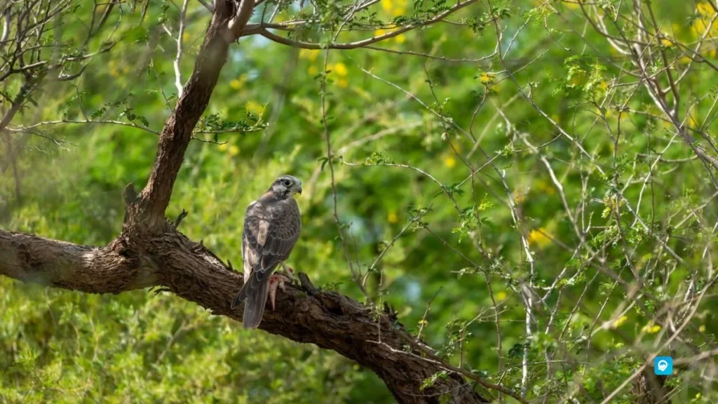 Kutch Desert Wildlife Sanctuary