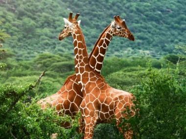 africa