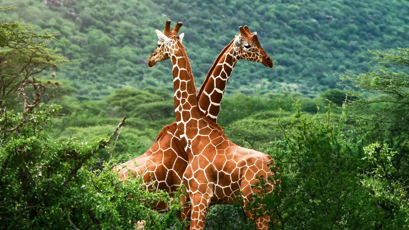 africa
