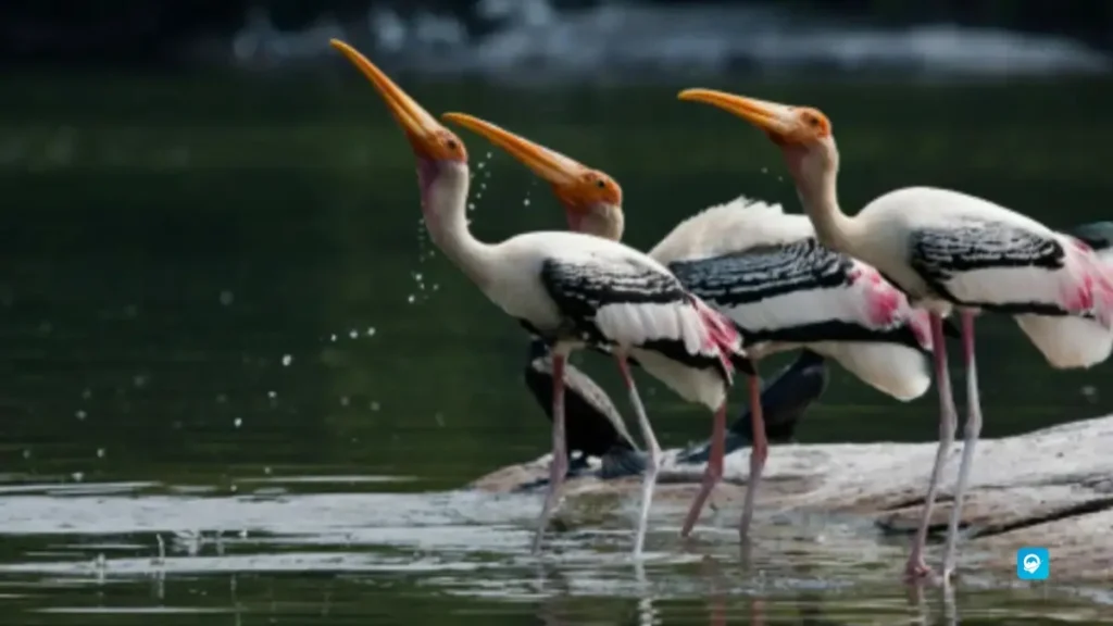 Oussudu Bird Sanctuary