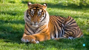 Tigers-Point-Lonavala