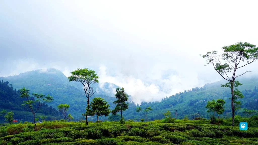 Darjeeling