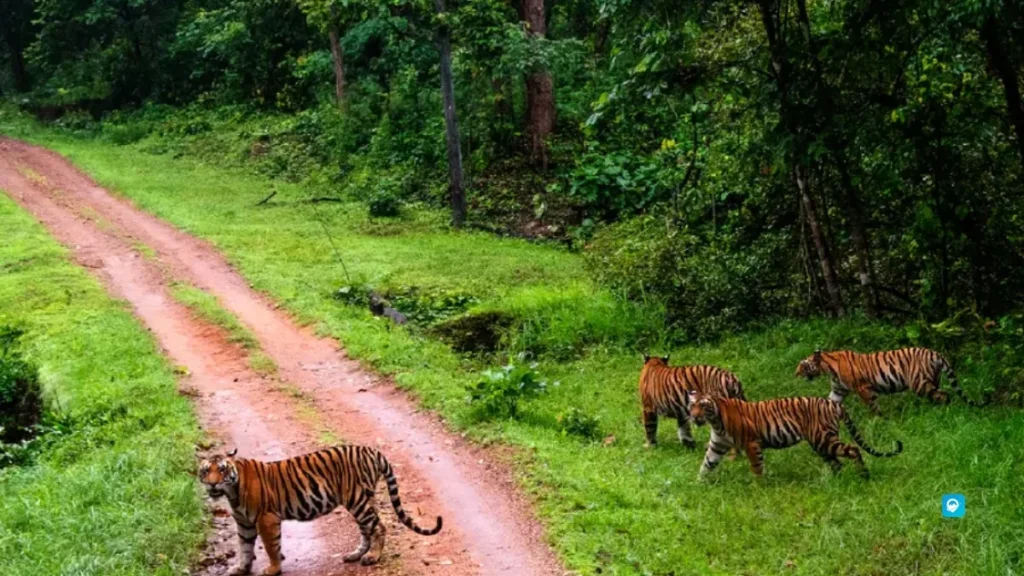 Kanha - Madhya Pradesh, India