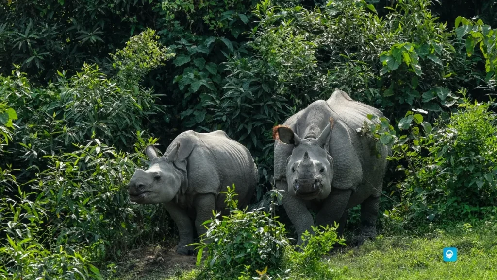 Kaziranga
