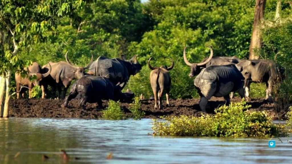 Kaziranga
