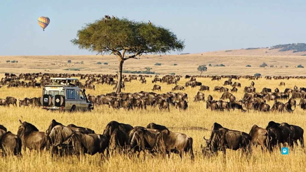 Masai Mara – Kenya