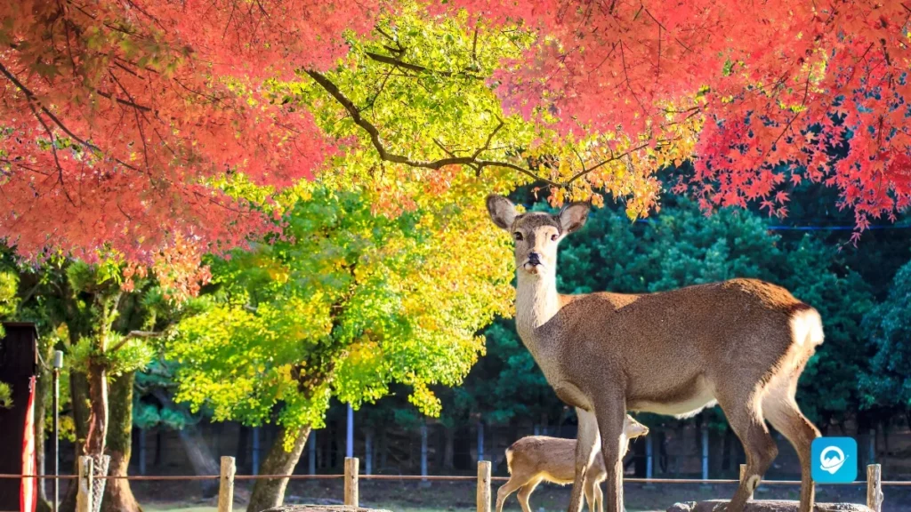 Nara 
