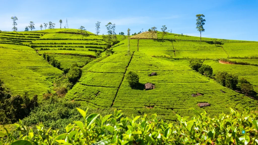 Pedro Tea Factory