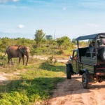 Top 10 Wildlife Safaris Around the World