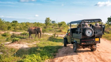 Top 10 Wildlife Safaris Around the World