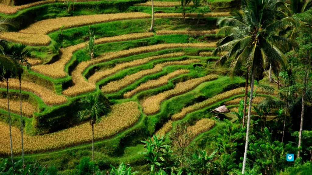 Ubud