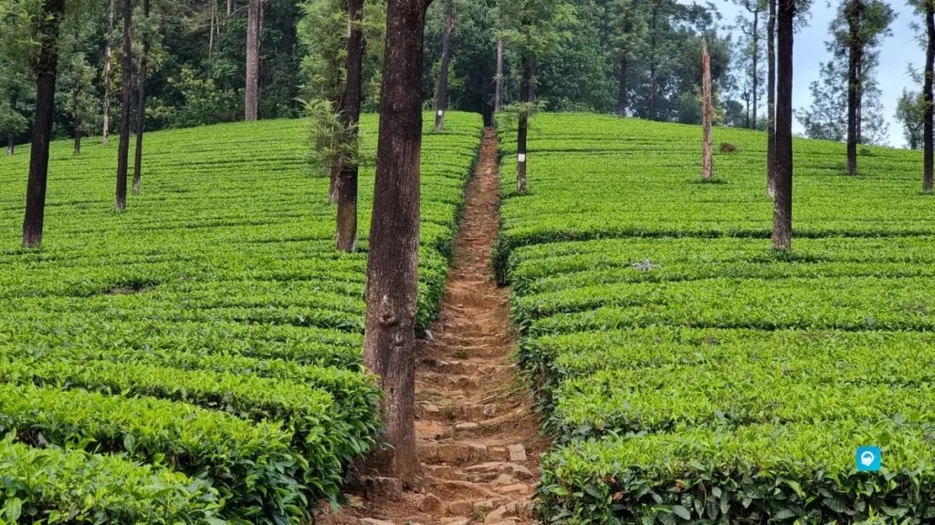 Valparai (Tamil Nadu) 