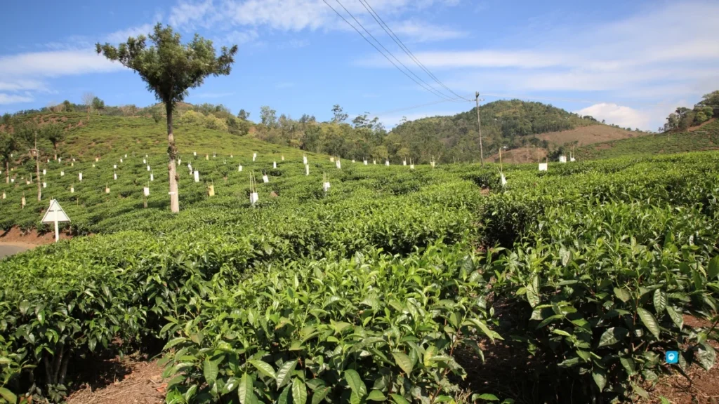 Spice Plantation Tour