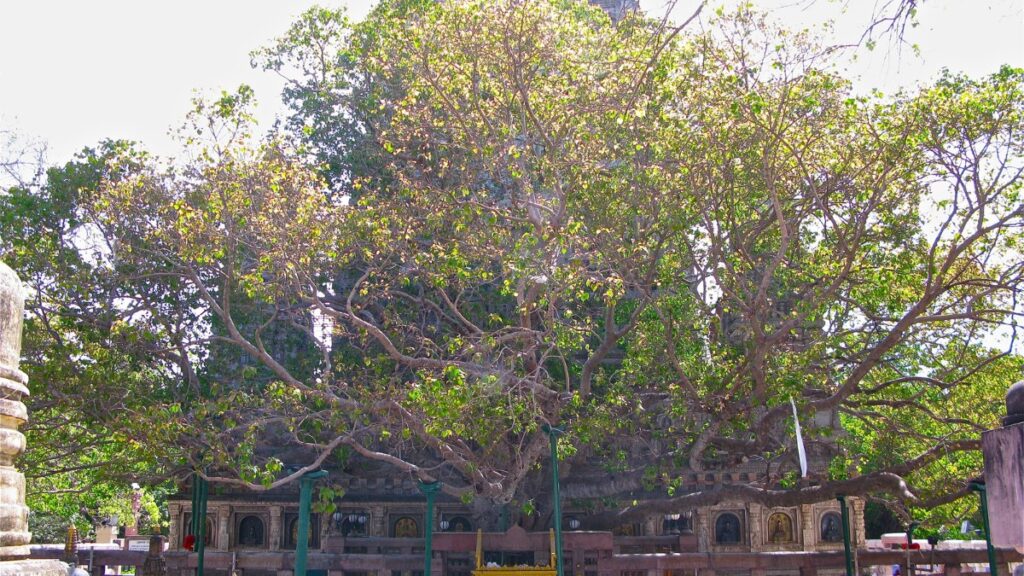 Bodhi Tree