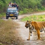 Best to Visit Jim Corbett