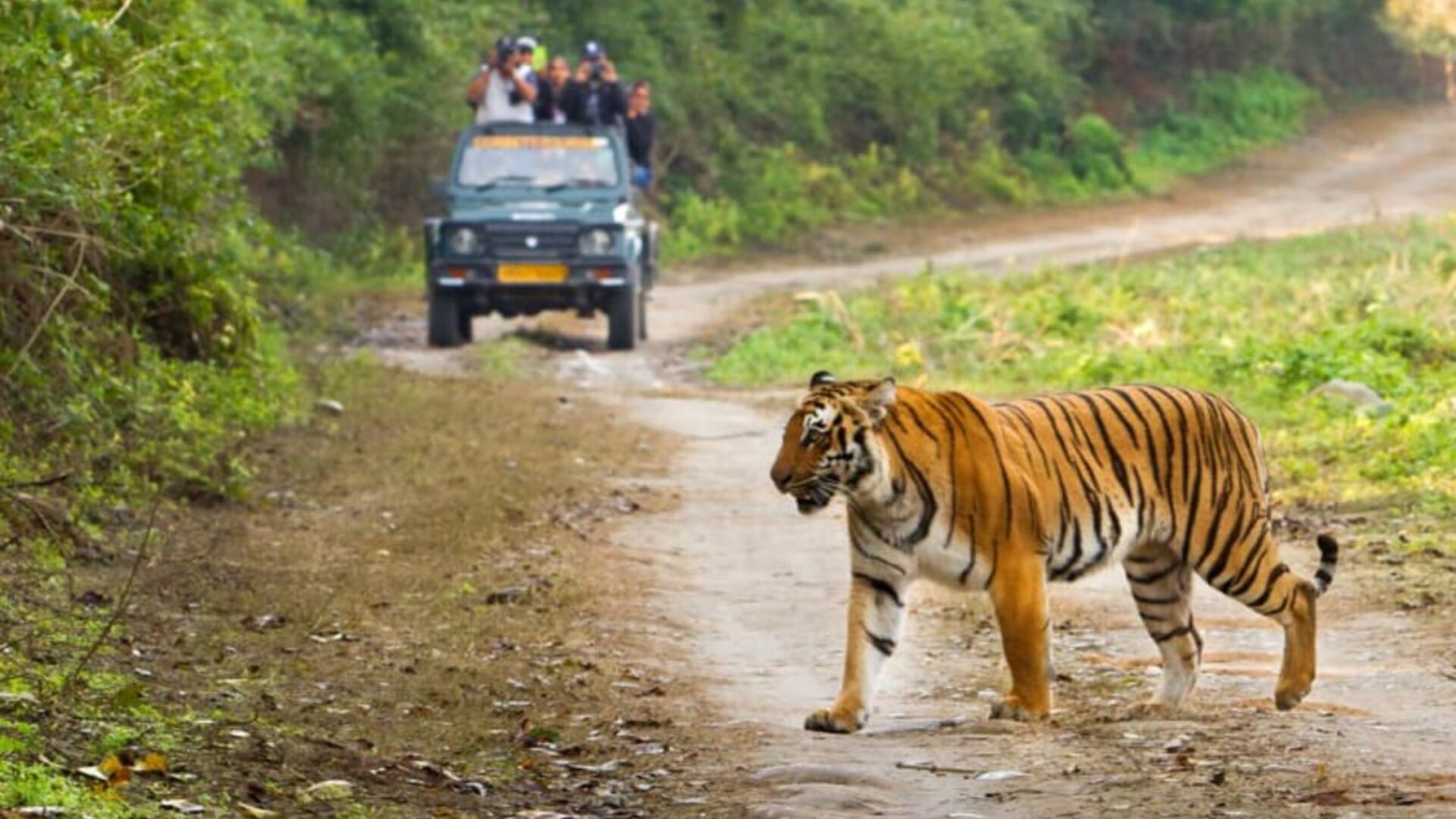 Best to Visit Jim Corbett