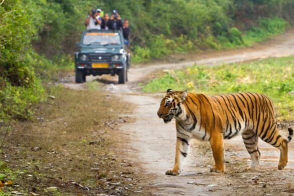 Best to Visit Jim Corbett