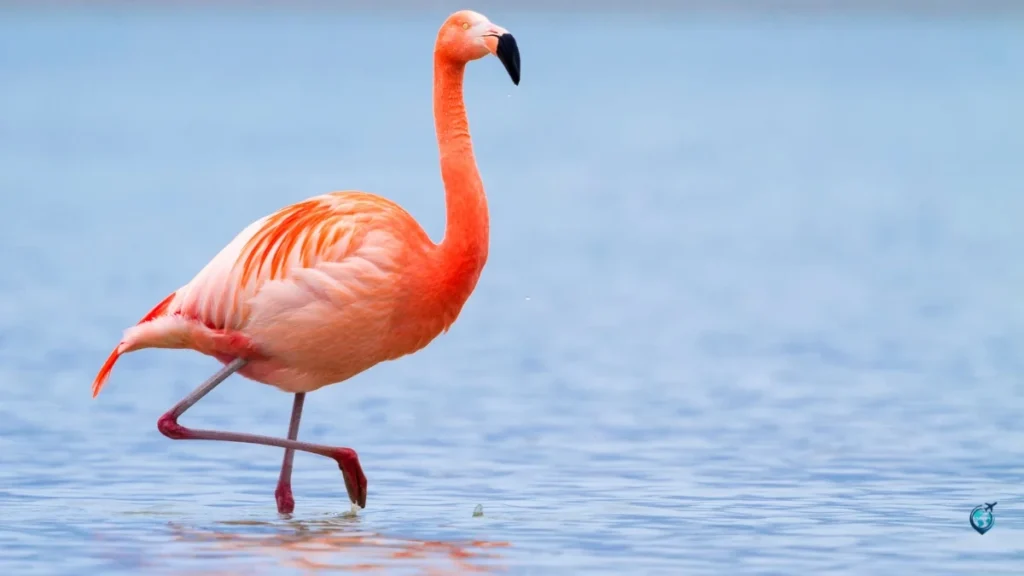 Playa Flamingo