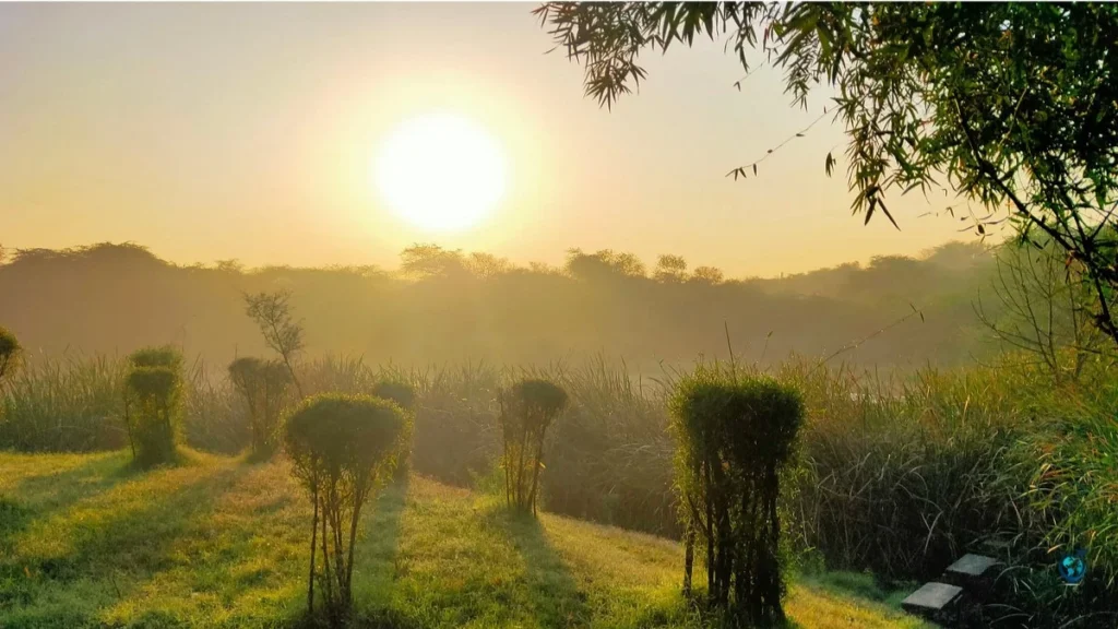 Sanjay Van, Delhi – Forest of the Restless