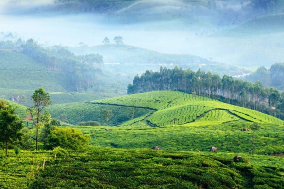 Best Places to Visit in Munnar Kerala