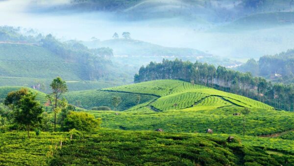 Best Places to Visit in Munnar Kerala