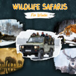 Best Wildlife Safaris to Visit in Winter banner