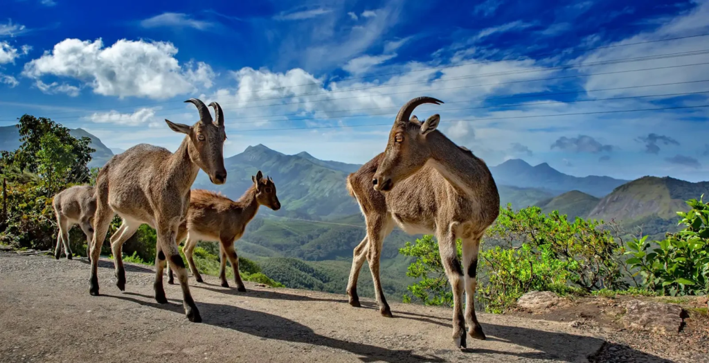 Eravikulam National Park