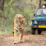 Jungle Safaris in India