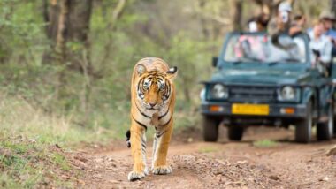 Jungle Safaris in India