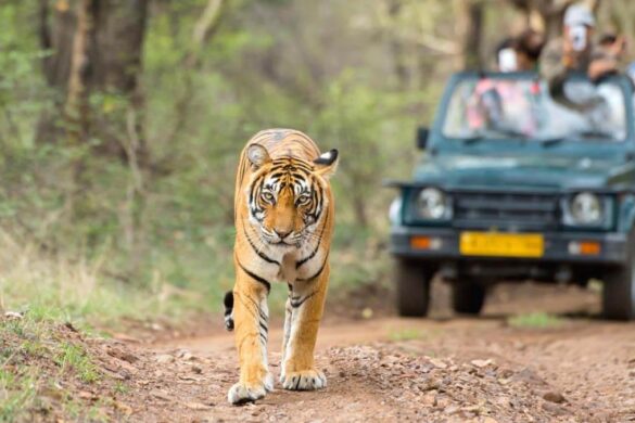 Jungle Safaris in India
