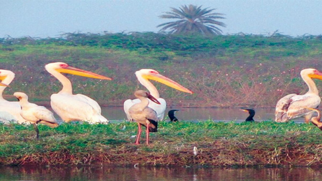 Keetham Lake (Sur Sarovar Bird Sanctuary) — Agra