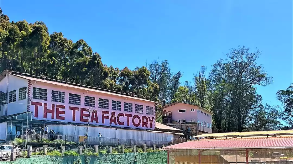 Tea Factory