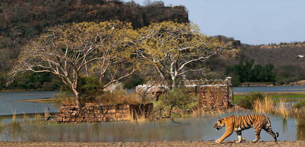 Ranthambore National Park — Rajasthan