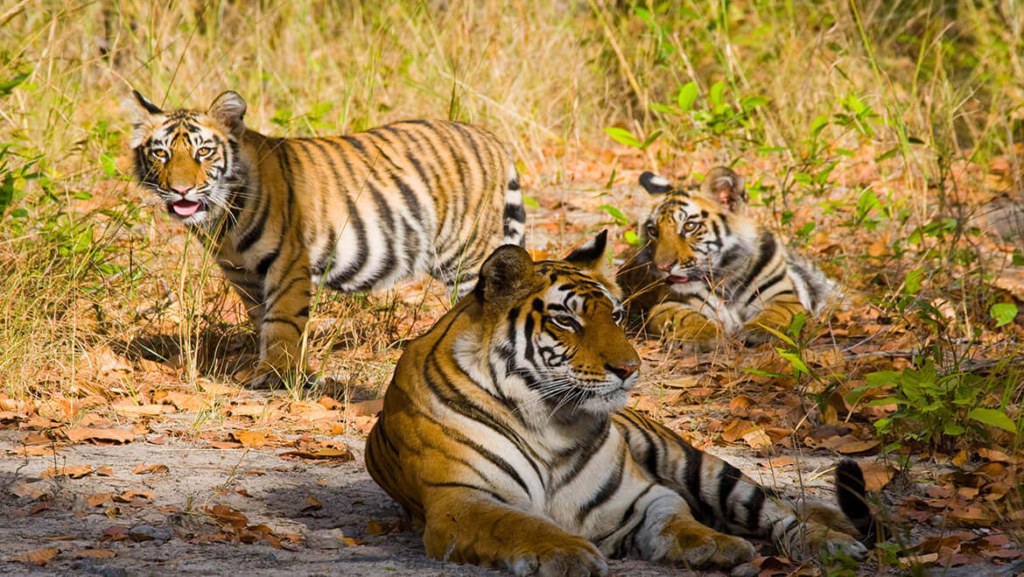 Bandhavgarh National Park — Madhya Pradesh