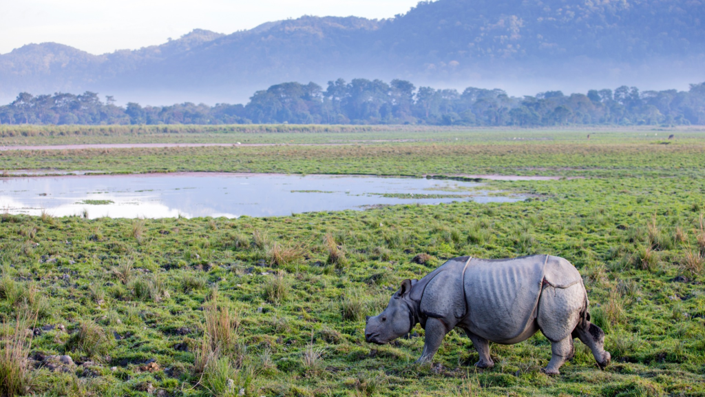 Kaziranga National Park — Assam