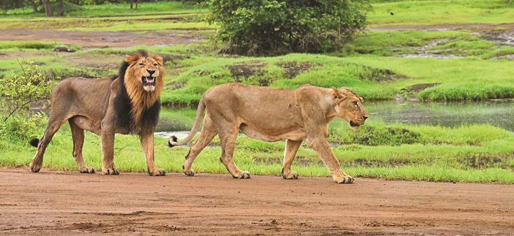 Gir National Park — Gujarat