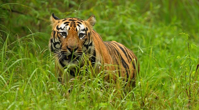 Tadoba Andhari Tiger Reserve — Maharashtra
