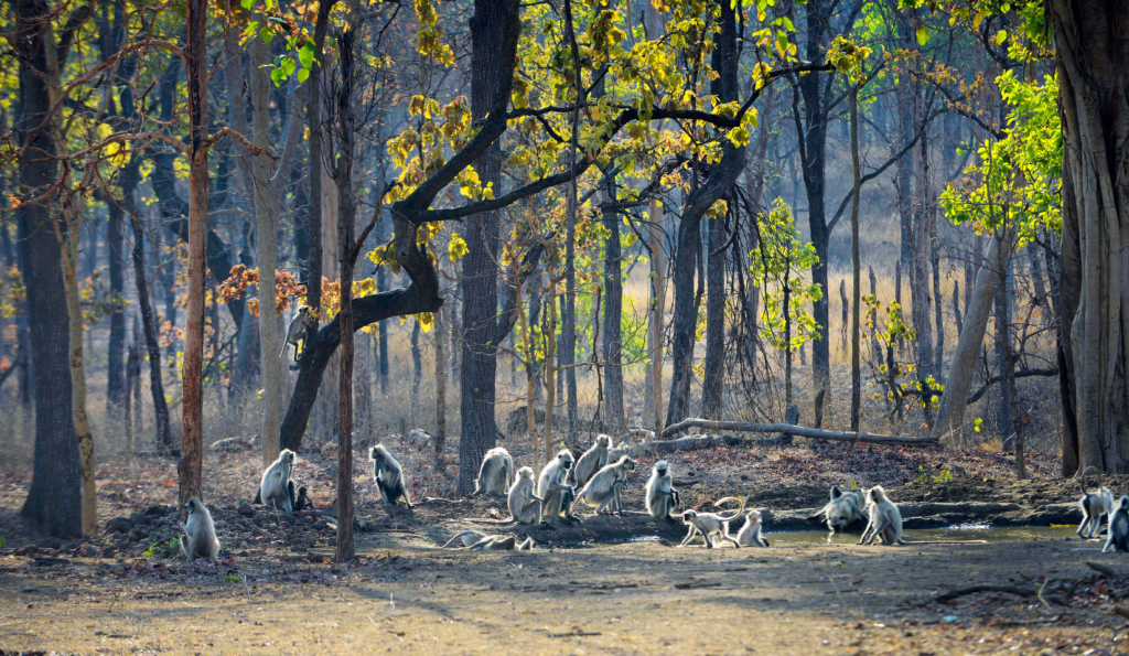 Pench National Park — Madhya Pradesh