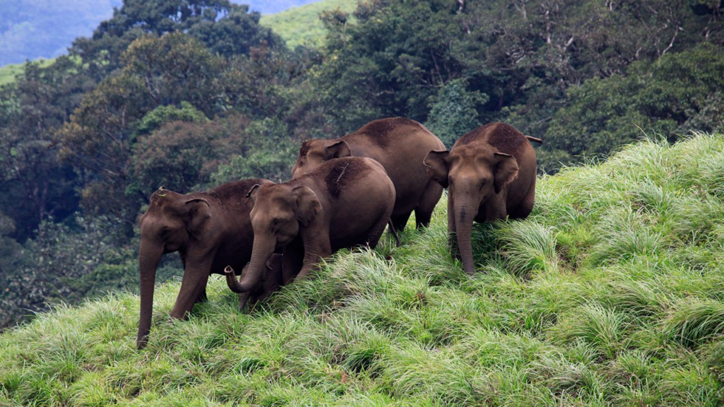 Periyar Wildlife Sanctuary — Kerala