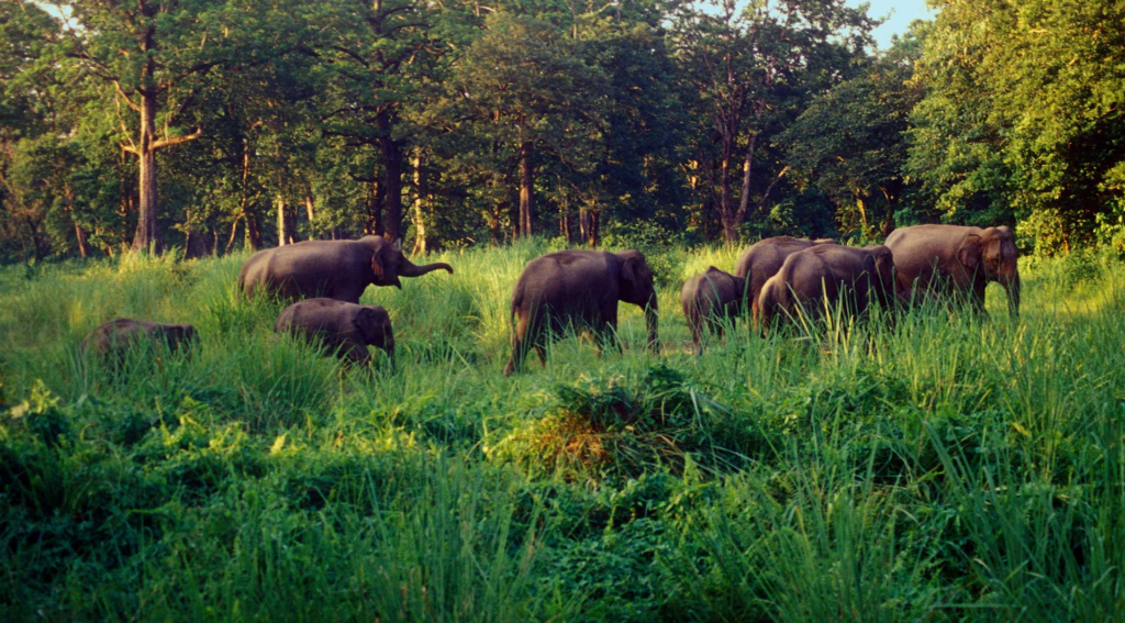 Gorumara National Park 