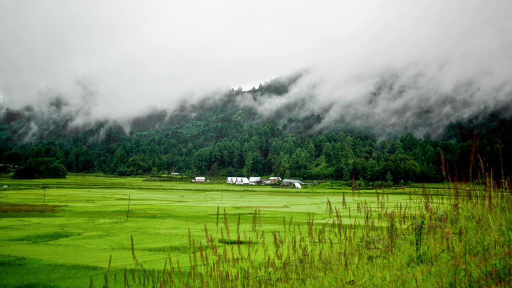 Ziro Valley
